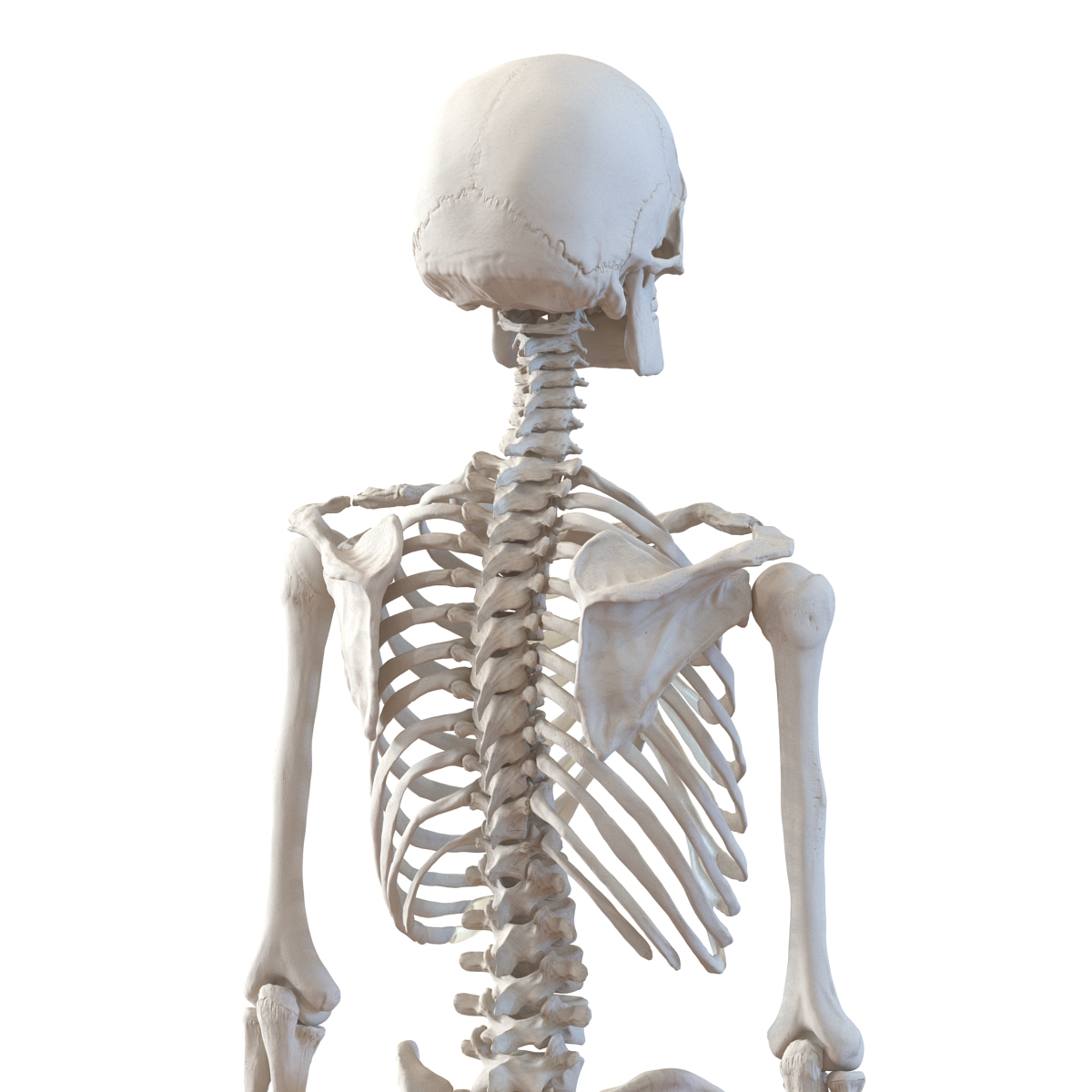 3D Human Male Skeleton Rigged