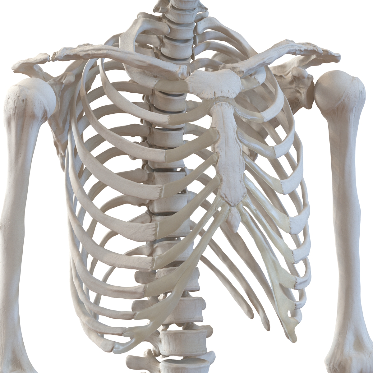 3D Human Male Skeleton Rigged