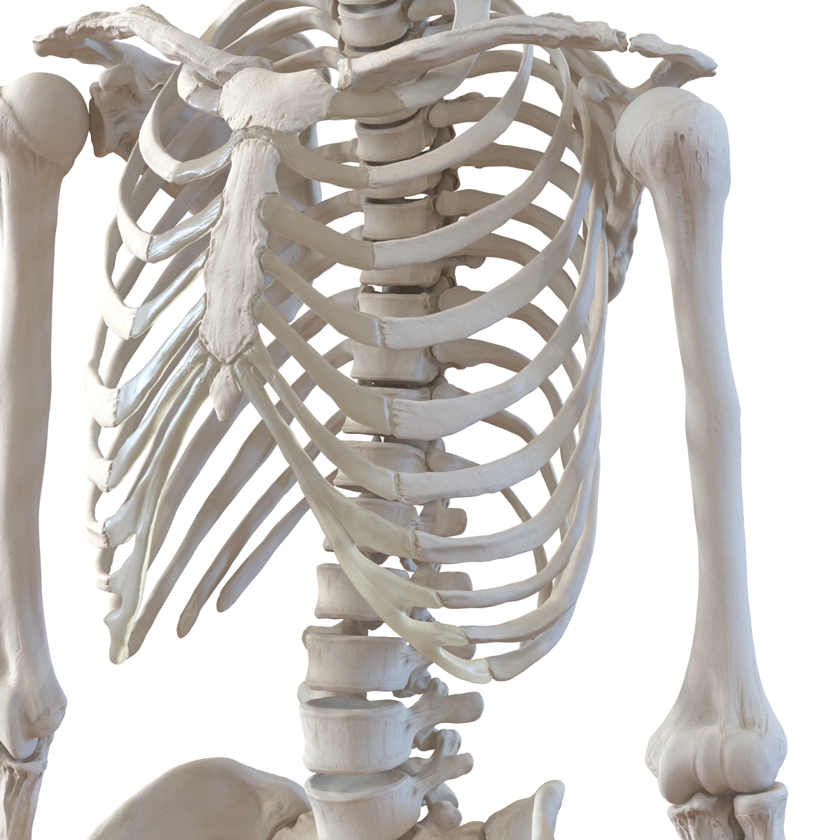 3D Human Male Skeleton Rigged