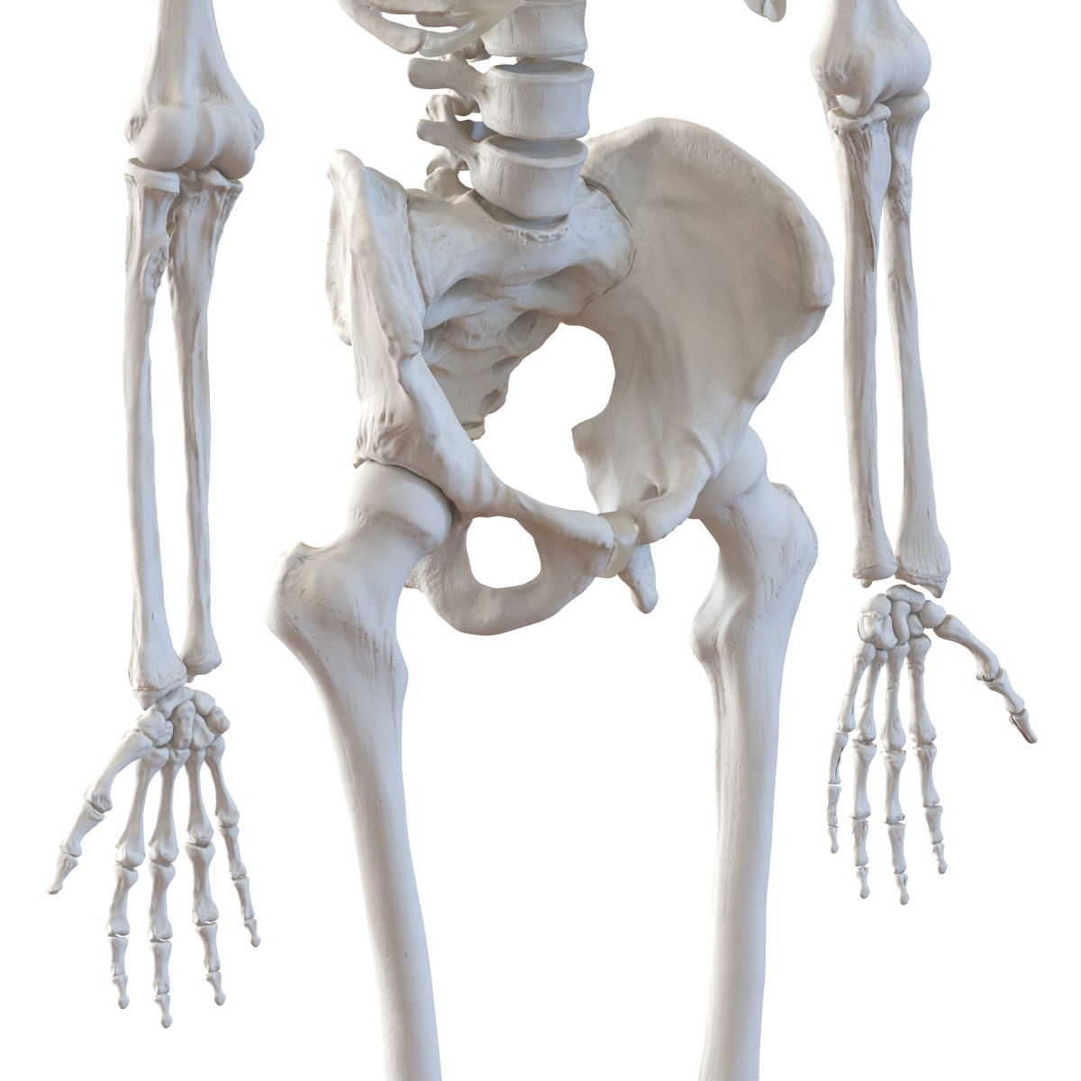 3D Human Male Skeleton Rigged