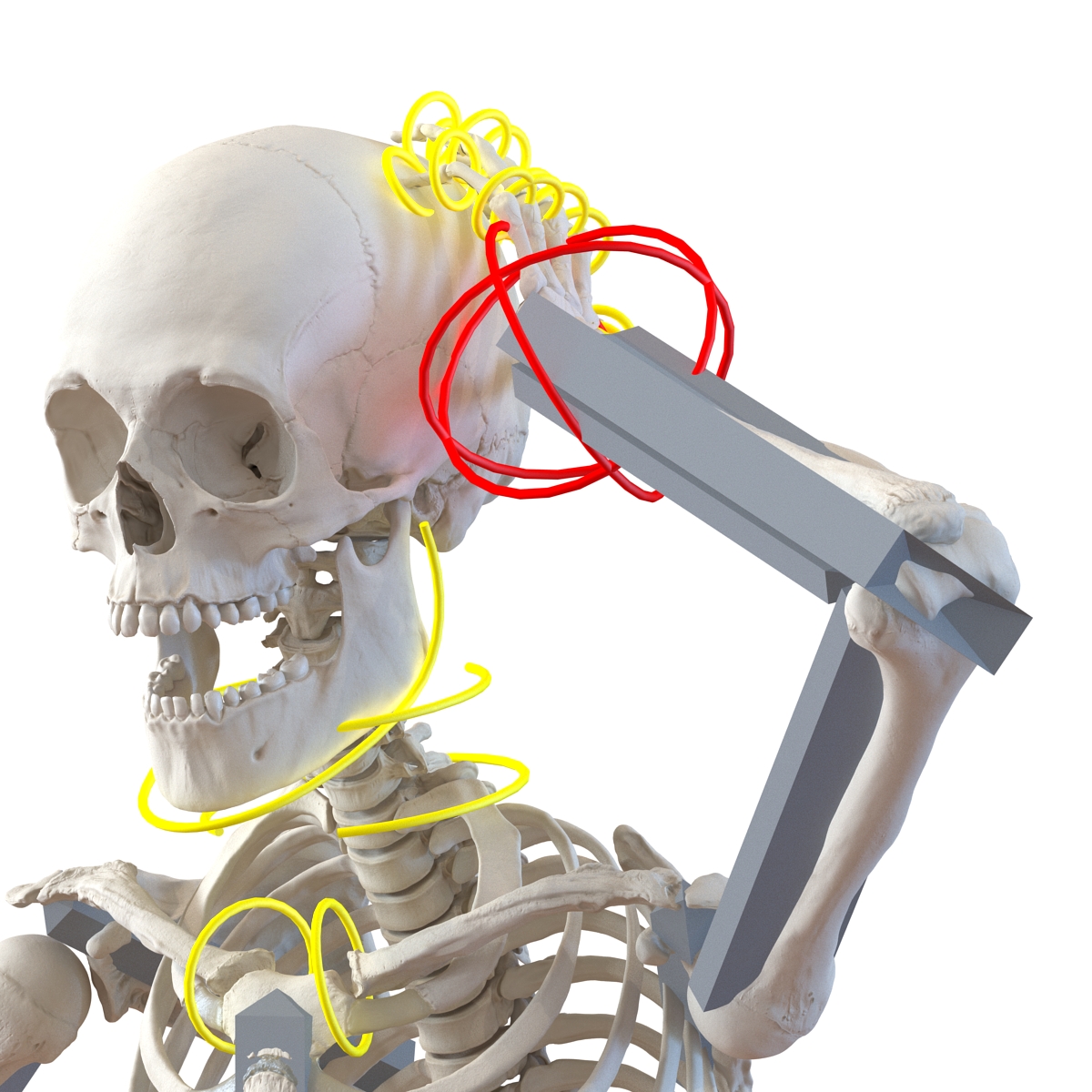 3D Human Male Skeleton Rigged