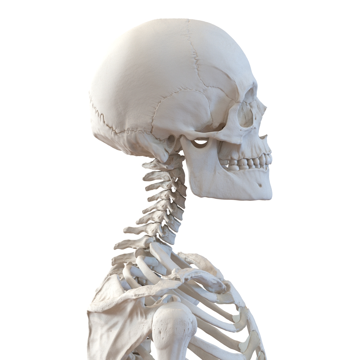 3D Human Male Skeleton Rigged