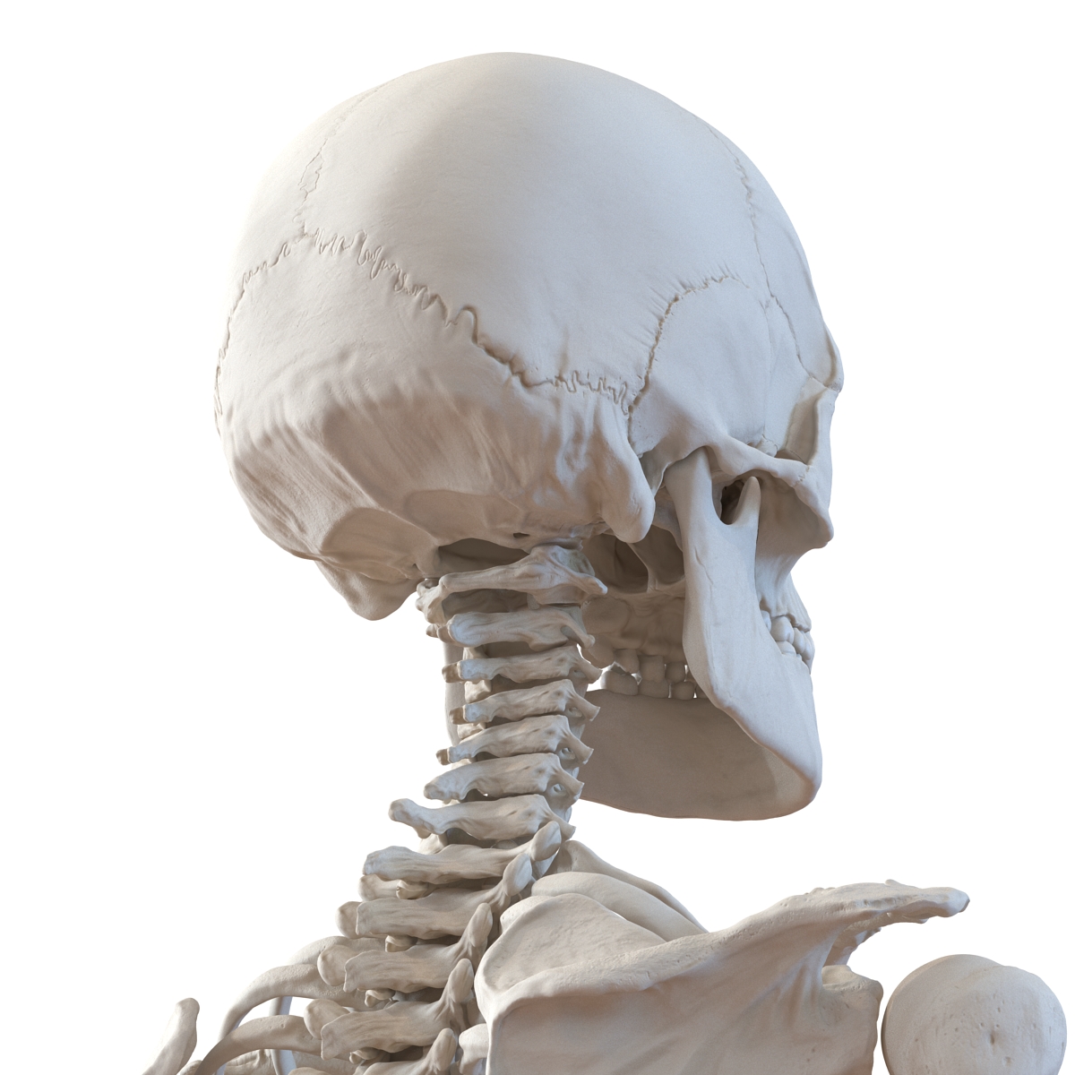 3D Human Male Skeleton Rigged