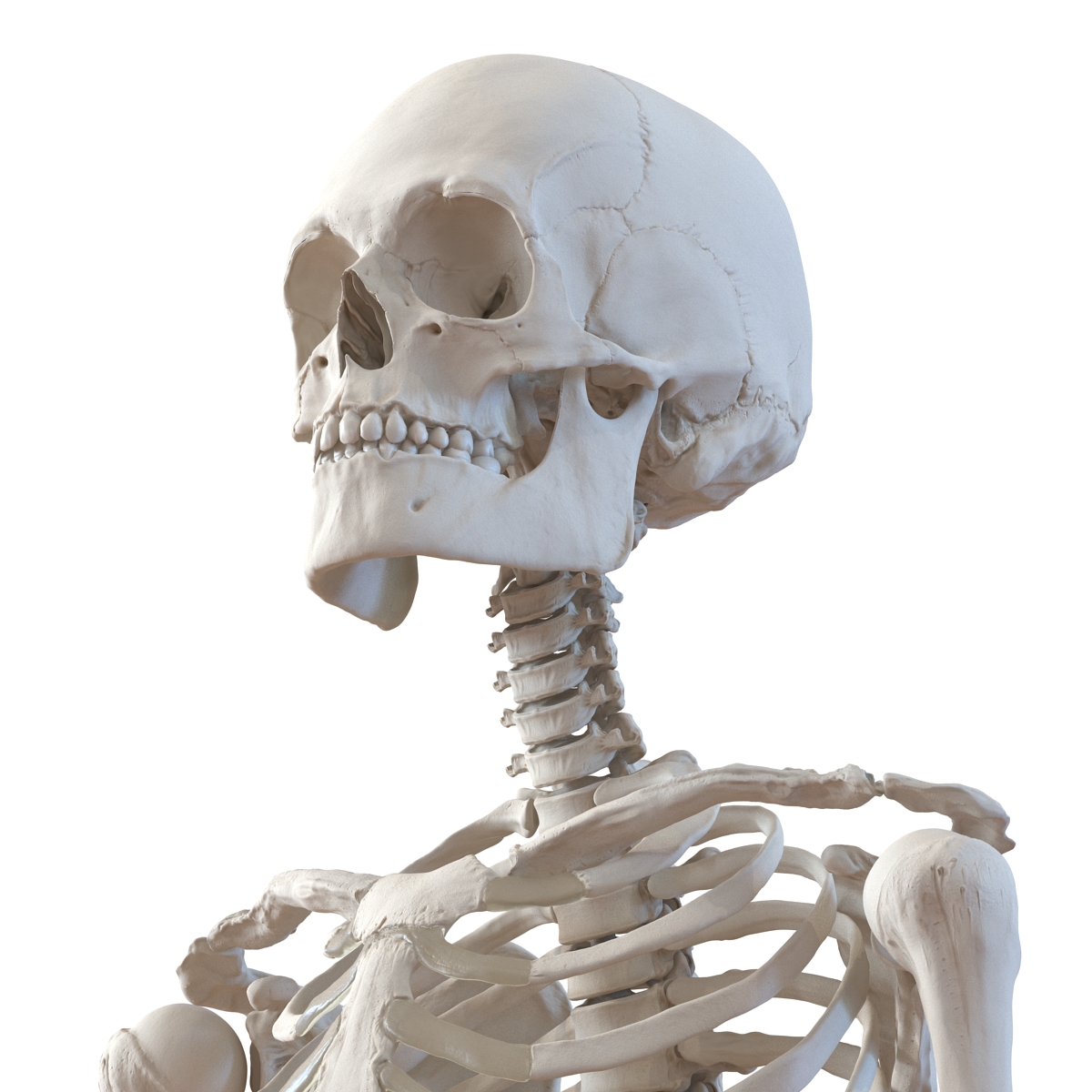 3D Human Male Skeleton Rigged