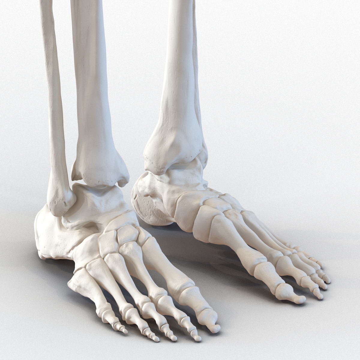 3D Human Male Skeleton Rigged