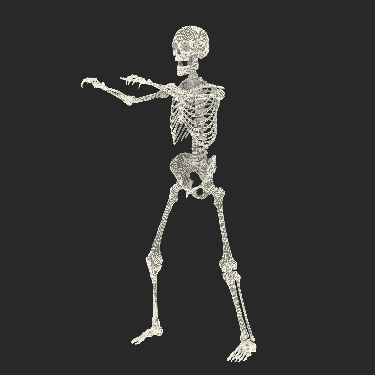 3D Human Male Skeleton Rigged