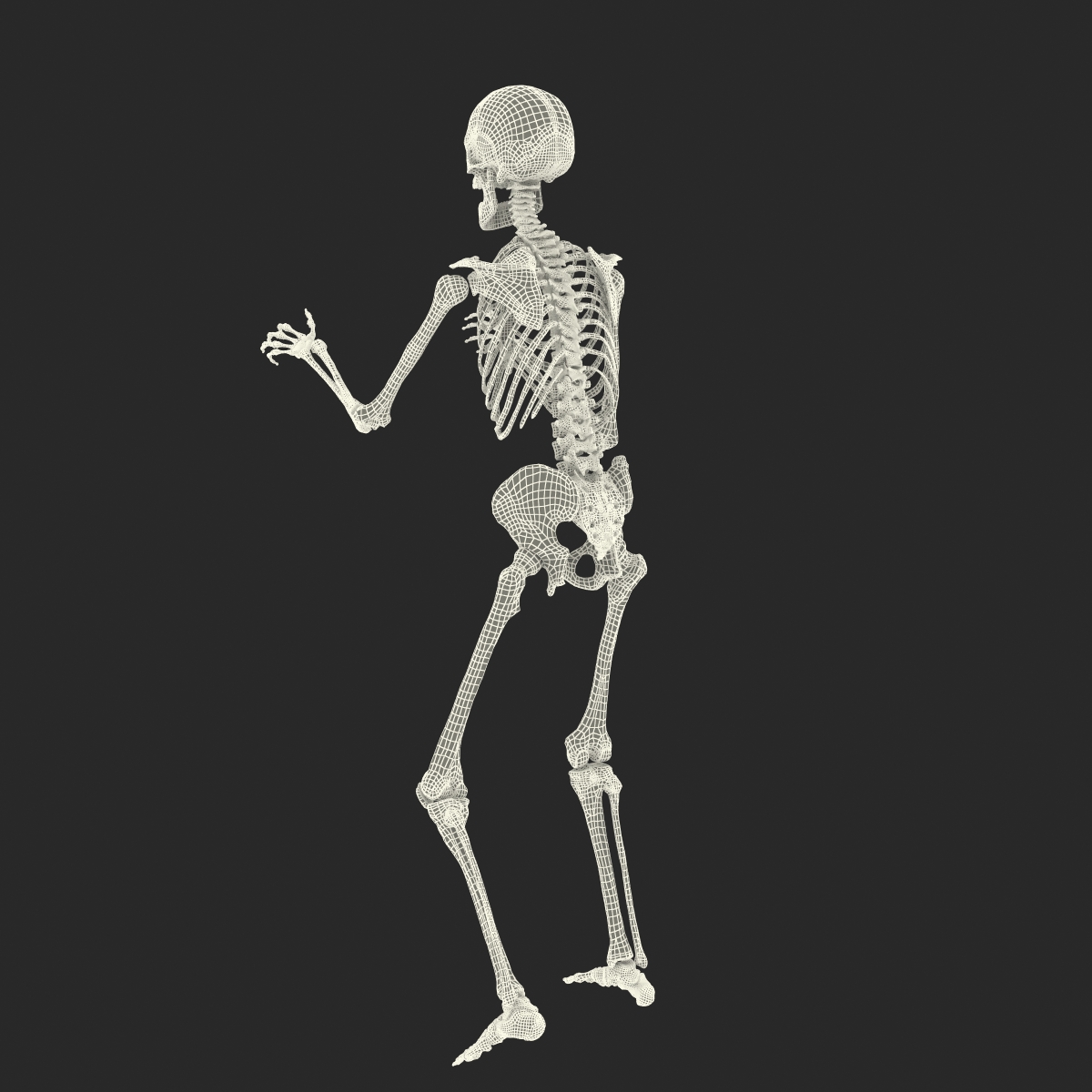 3D Human Male Skeleton Rigged