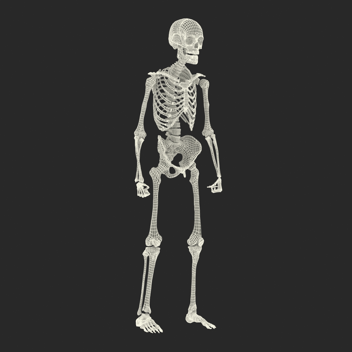 3D Human Male Skeleton Rigged