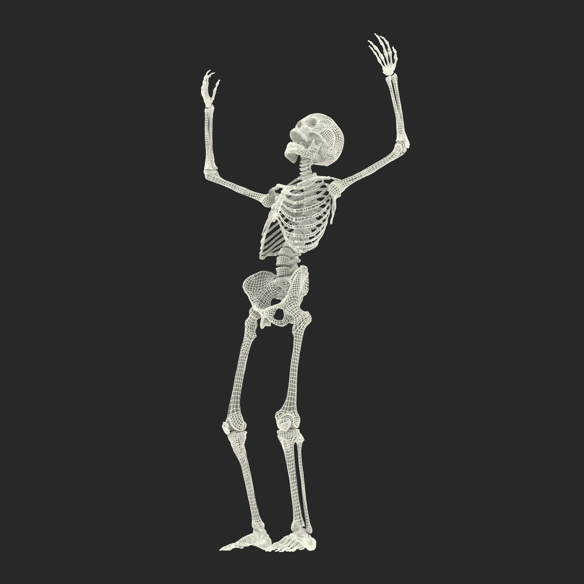 3D Human Male Skeleton Rigged