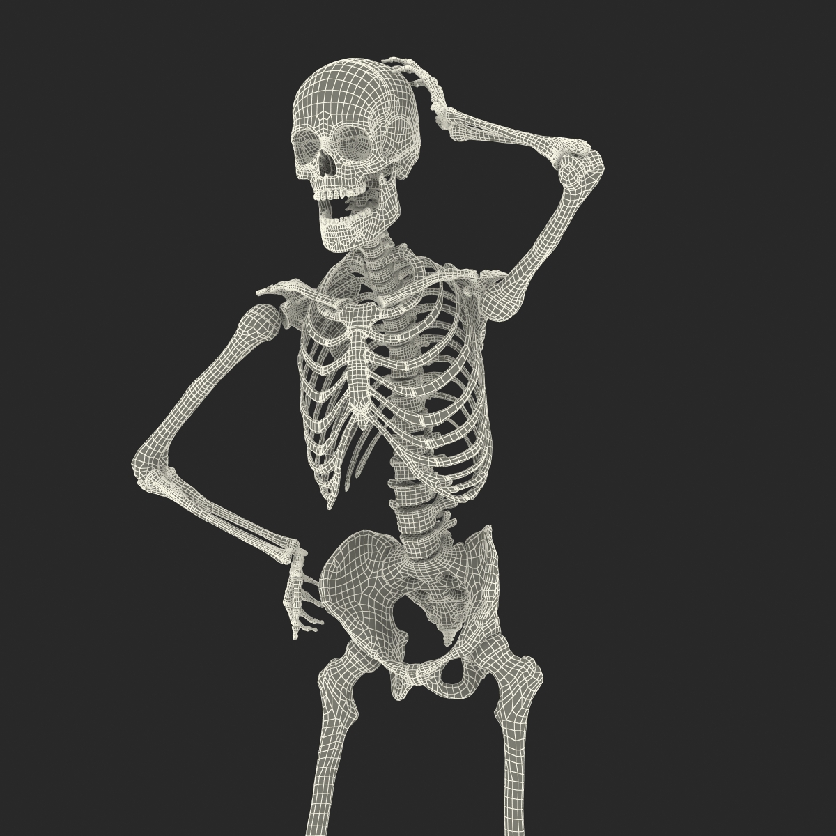 3D Human Male Skeleton Rigged