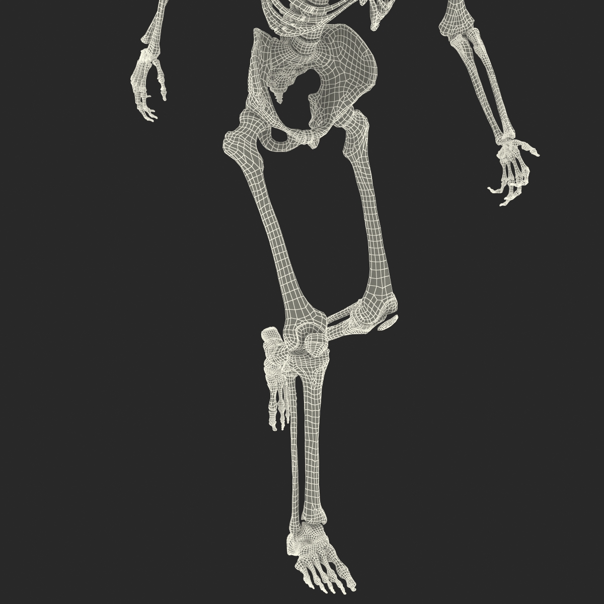 3D Human Male Skeleton Rigged