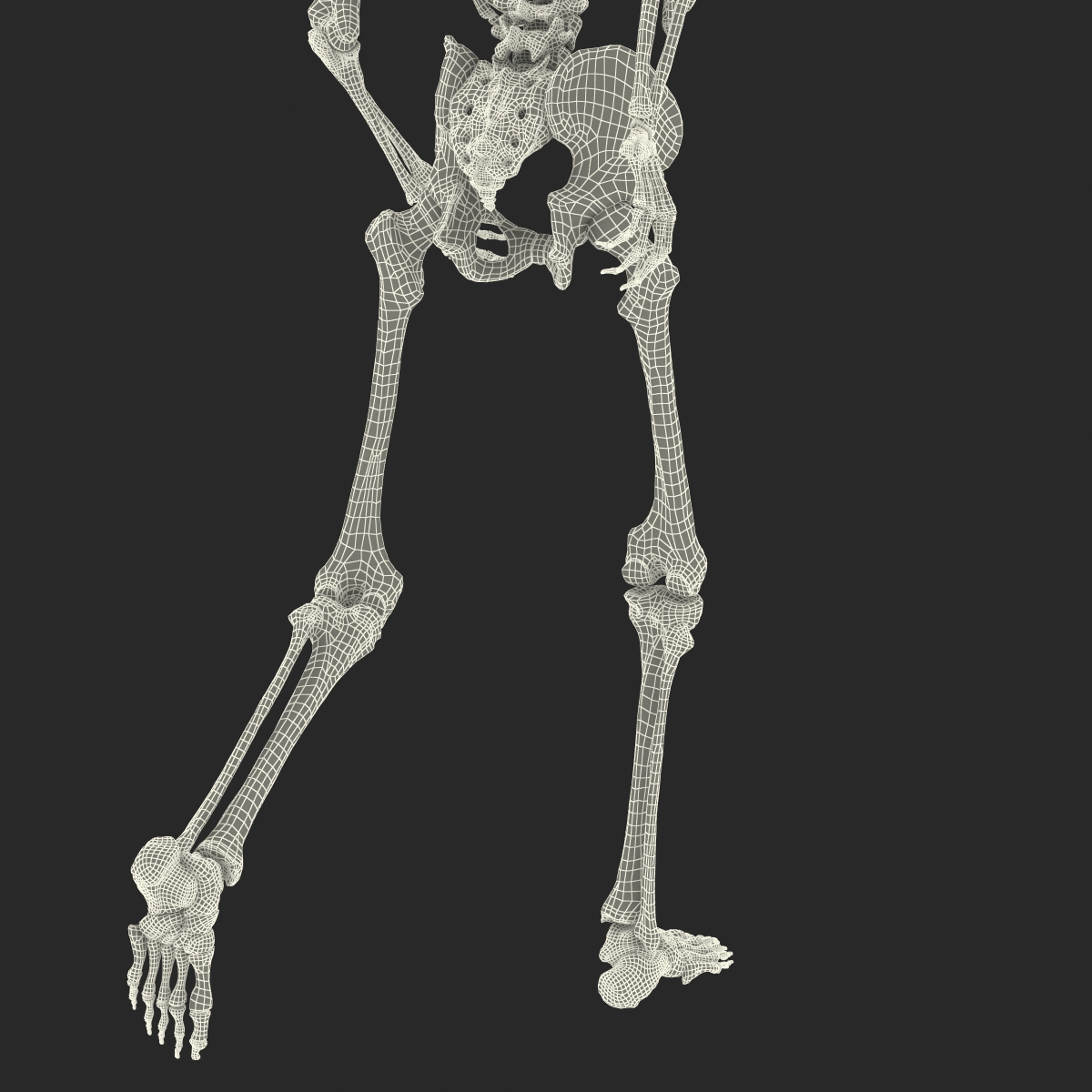 3D Human Male Skeleton Rigged