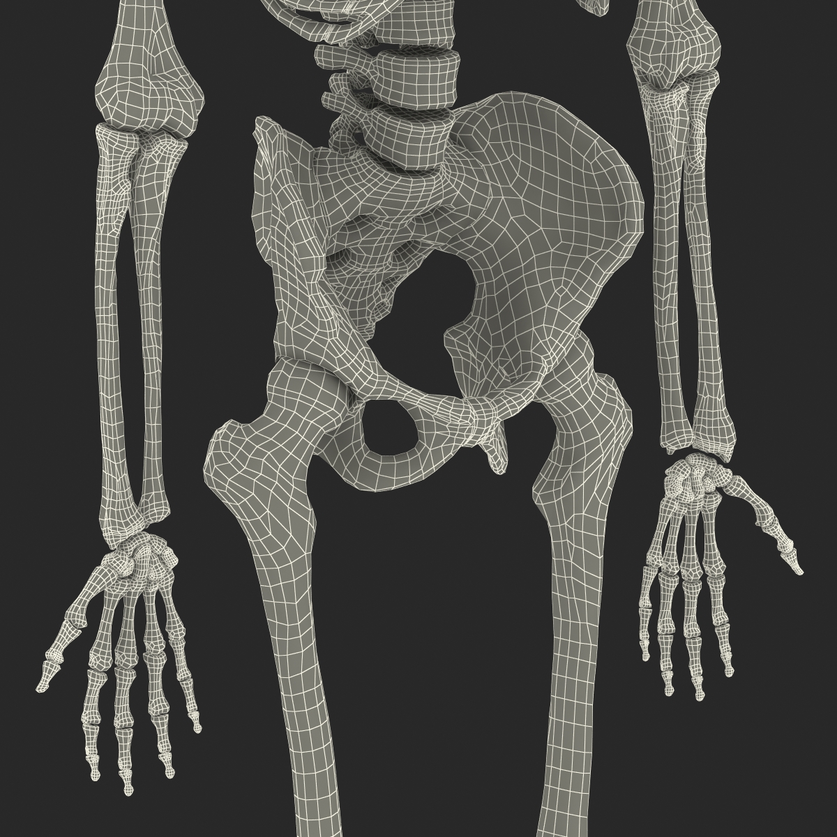 3D Human Male Skeleton Rigged