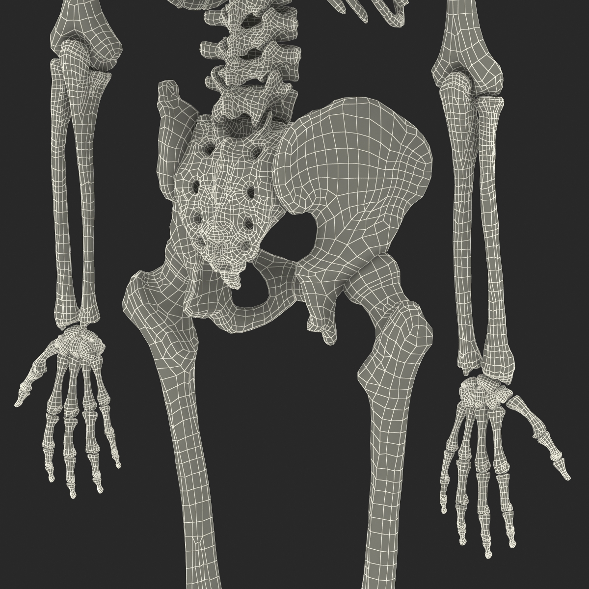 3D Human Male Skeleton Rigged