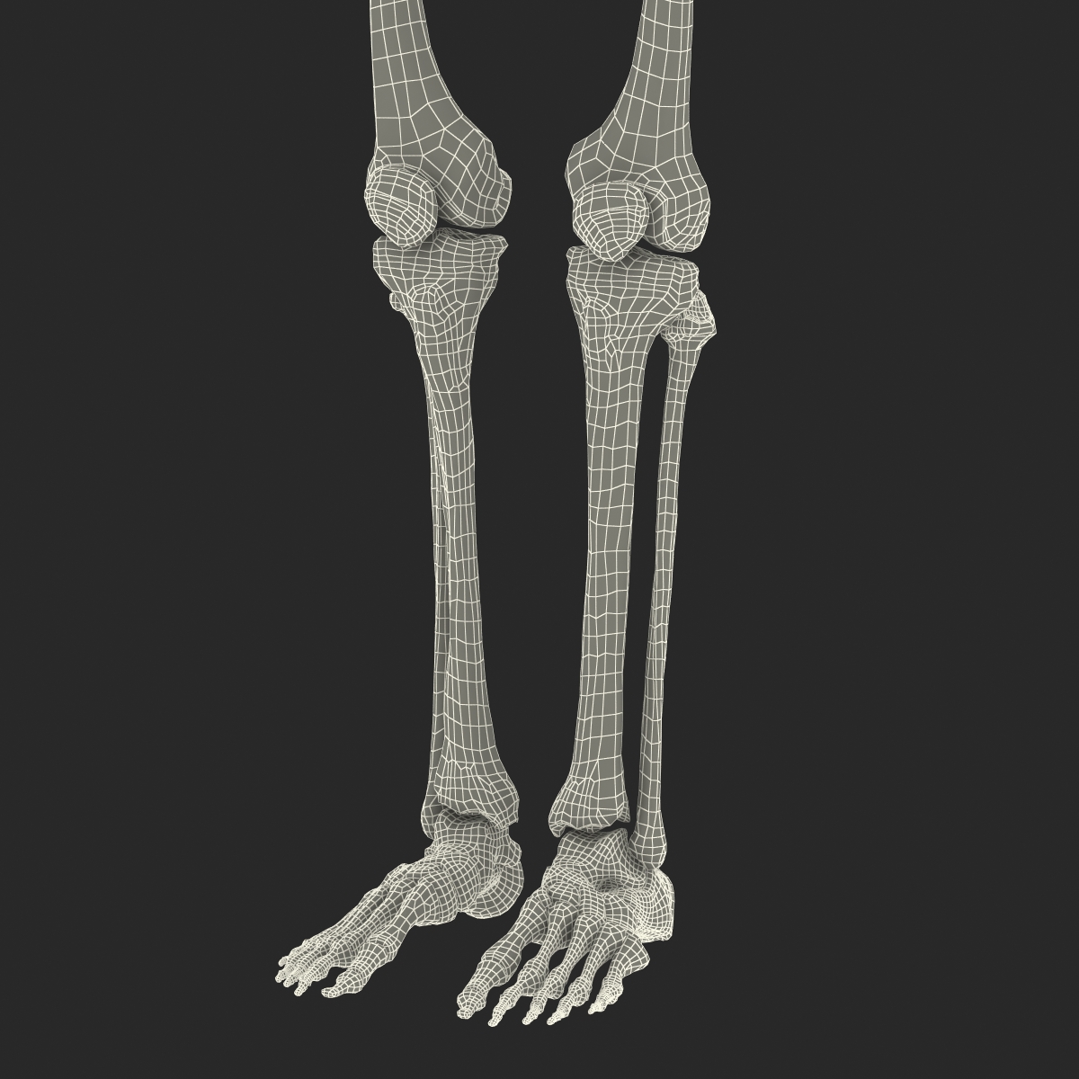 3D Human Male Skeleton Rigged