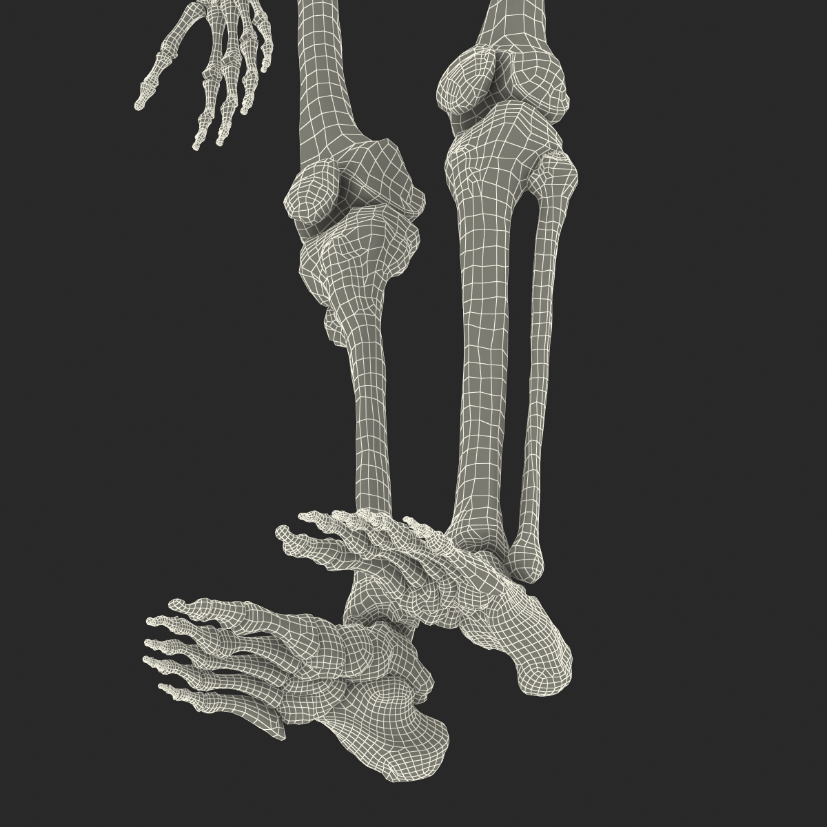 3D Human Male Skeleton Rigged