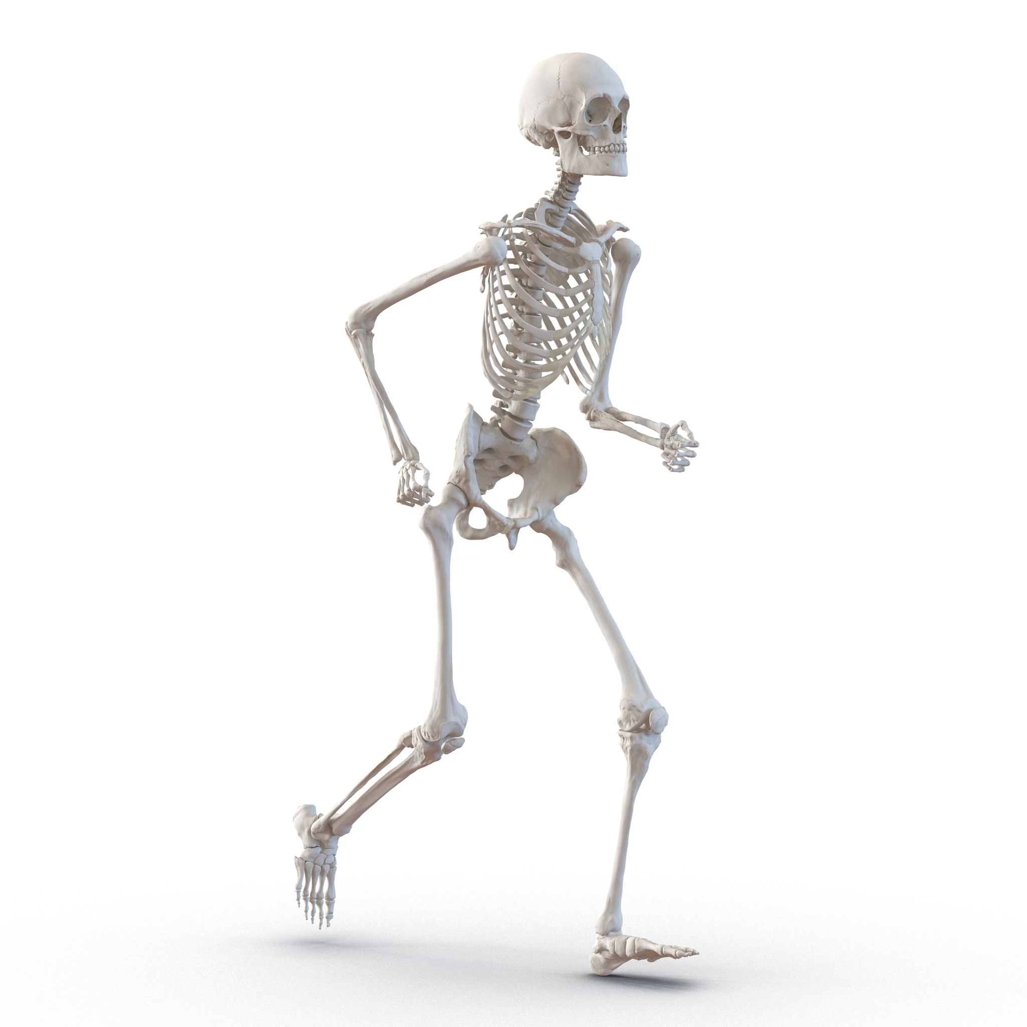 3D Human Male Skeleton Pose 3