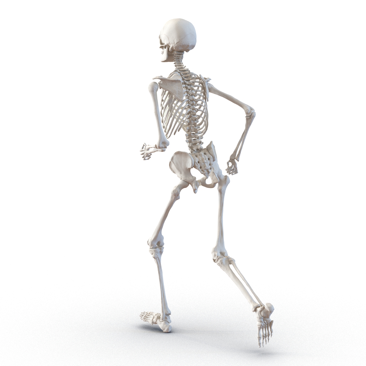 3D Human Male Skeleton Pose 3