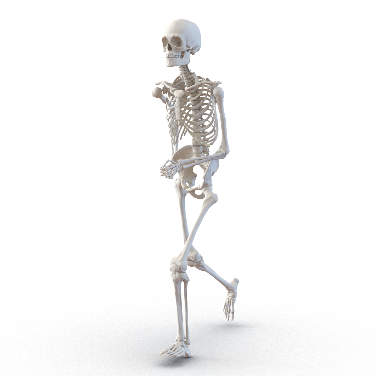 3D Human Male Skeleton Pose 3