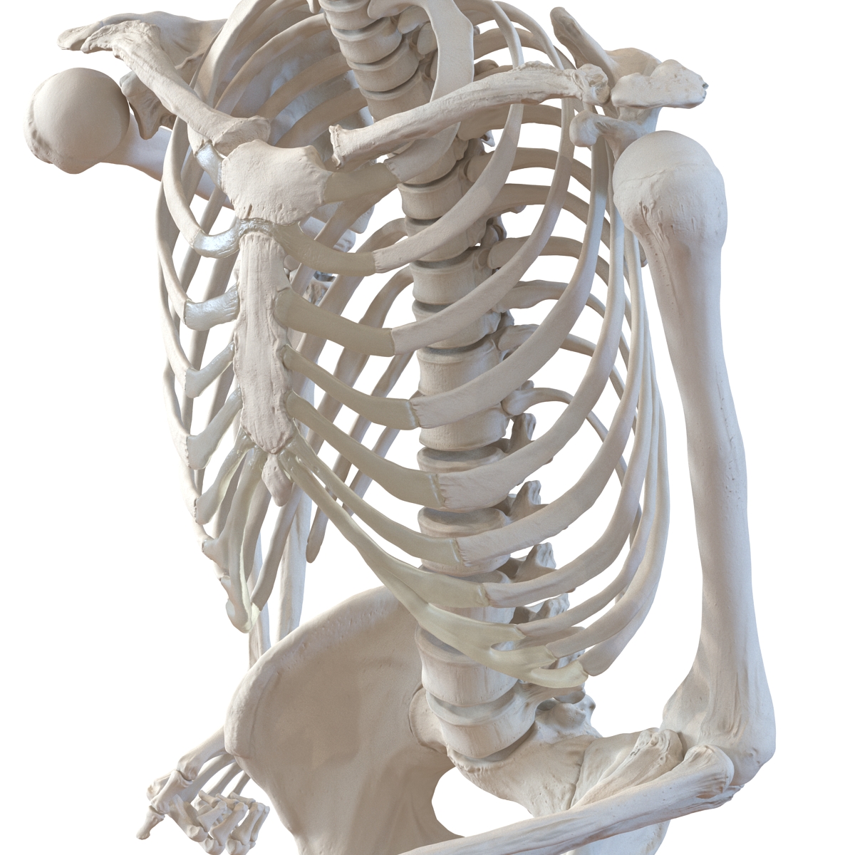 3D Human Male Skeleton Pose 3