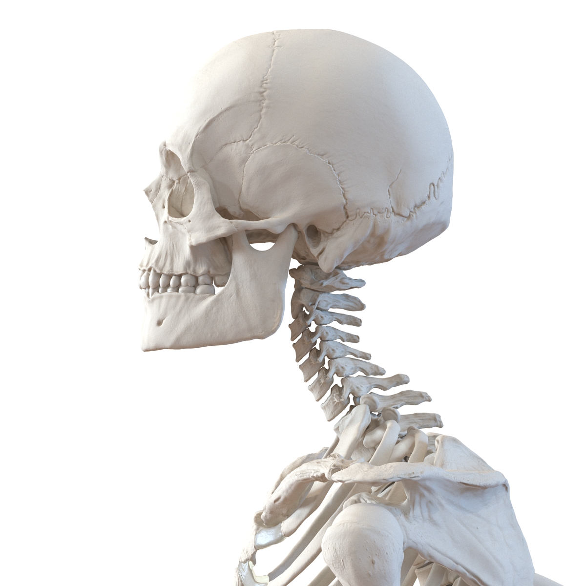 3D Human Male Skeleton Pose 3