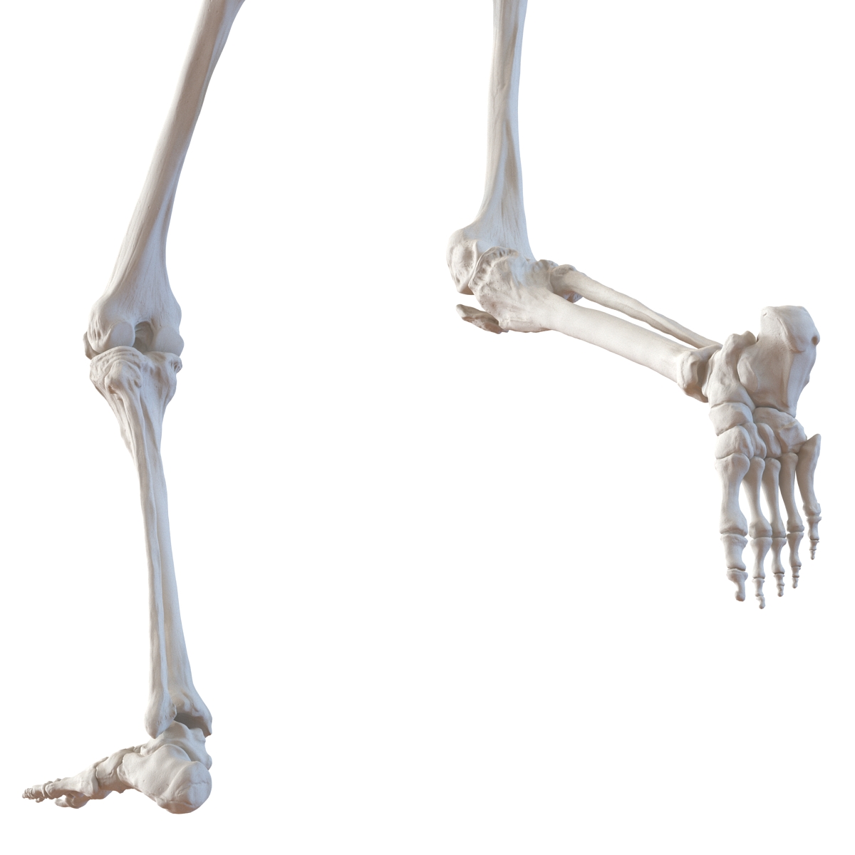 3D Human Male Skeleton Pose 3