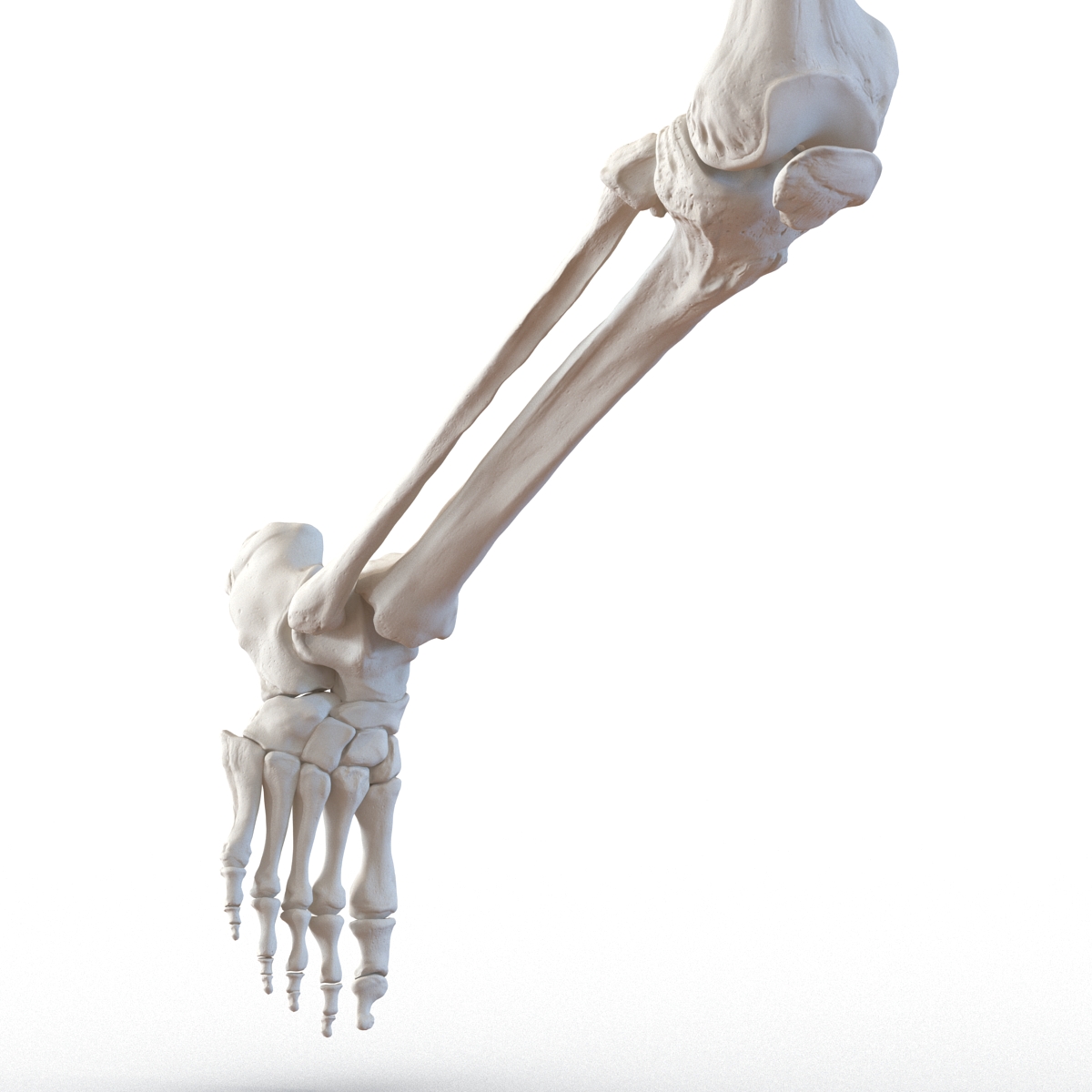 3D Human Male Skeleton Pose 3