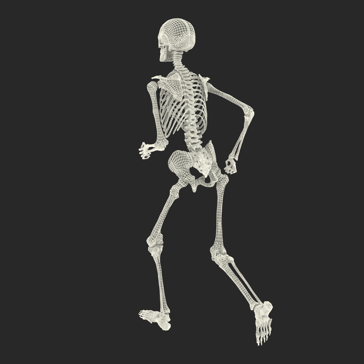 3D Human Male Skeleton Pose 3