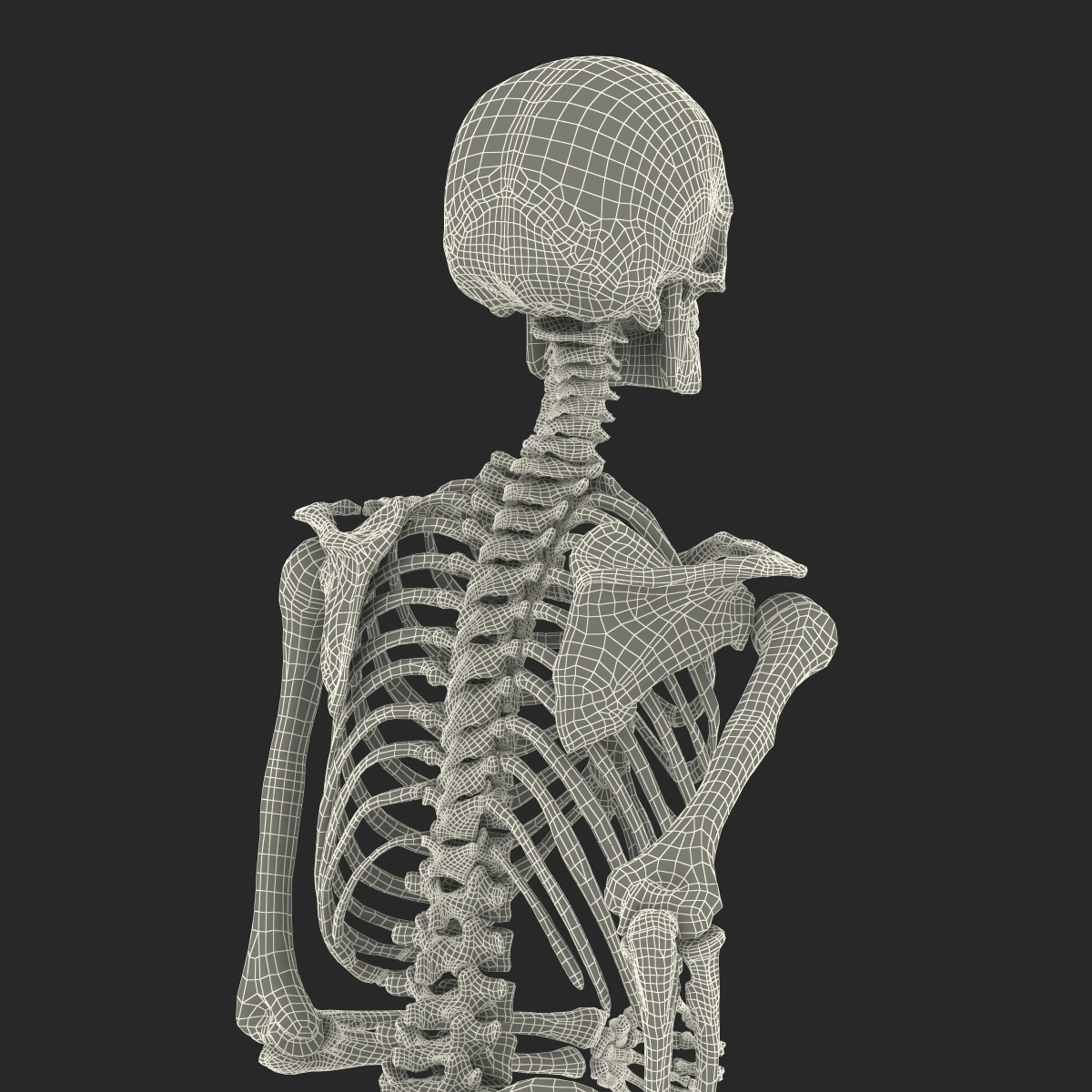 3D Human Male Skeleton Pose 3