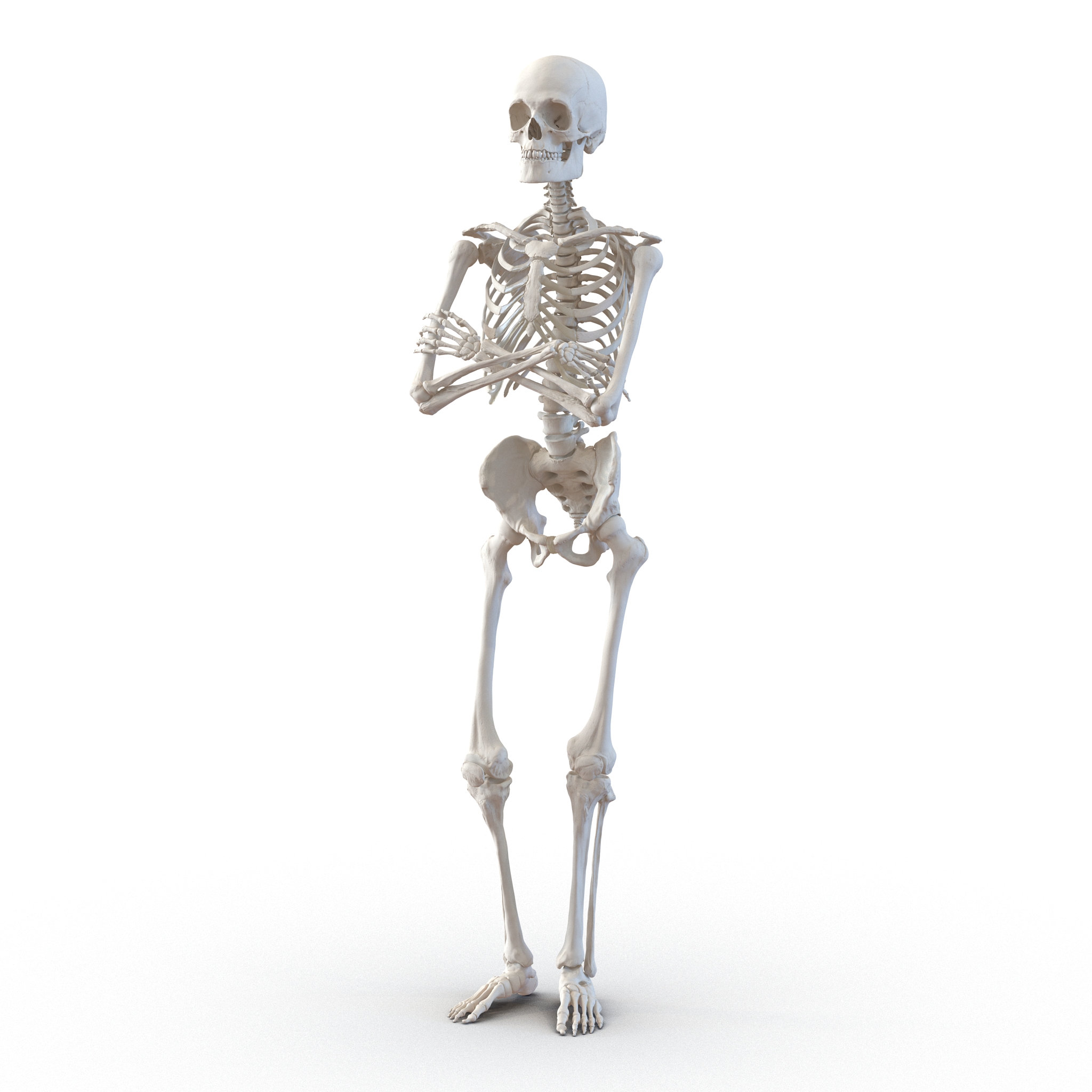 3D Human Male Skeleton Pose 2