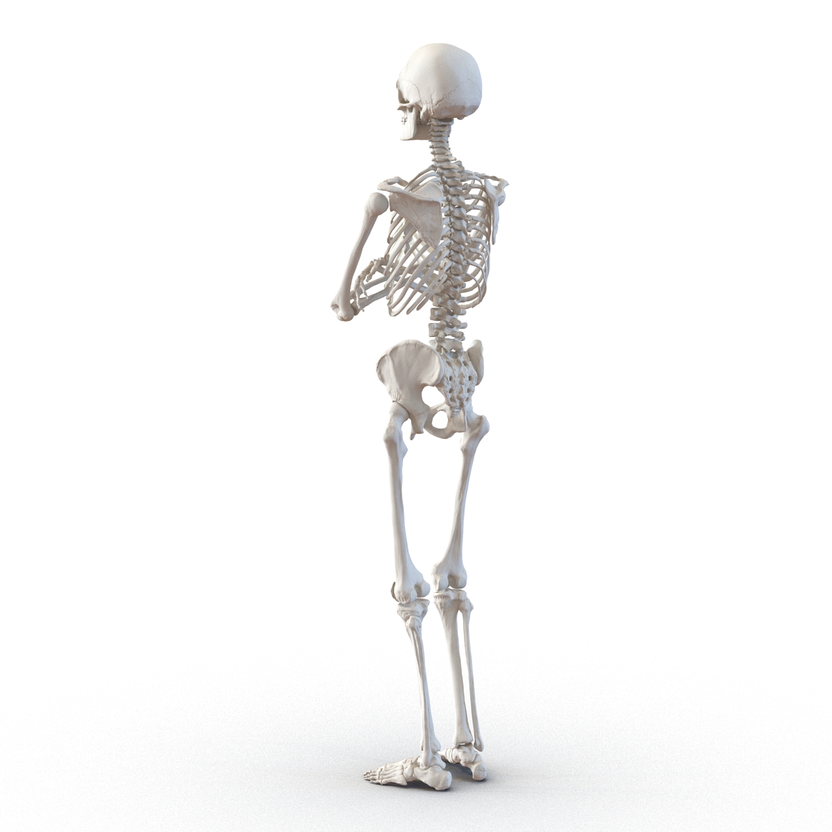 3D Human Male Skeleton Pose 2