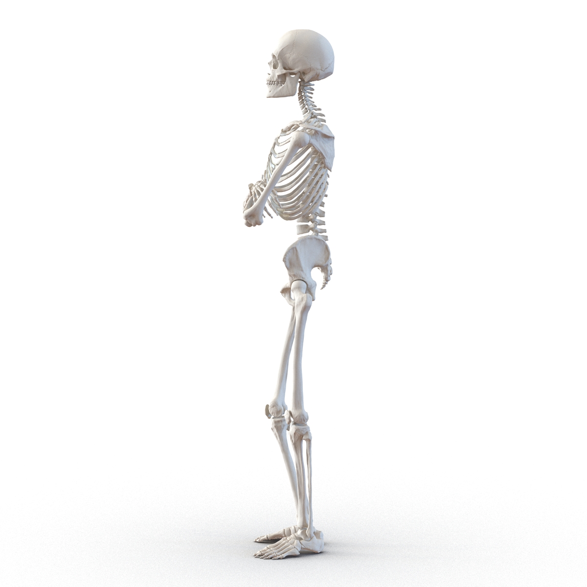 3D Human Male Skeleton Pose 2