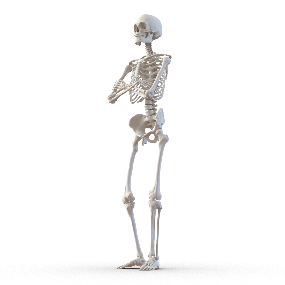 3D Human Male Skeleton Pose 2