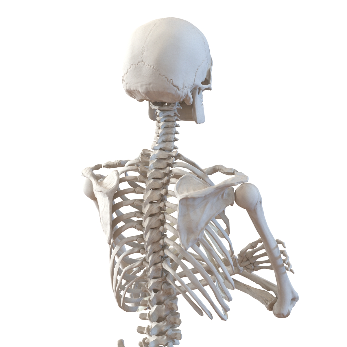 3D Human Male Skeleton Pose 2