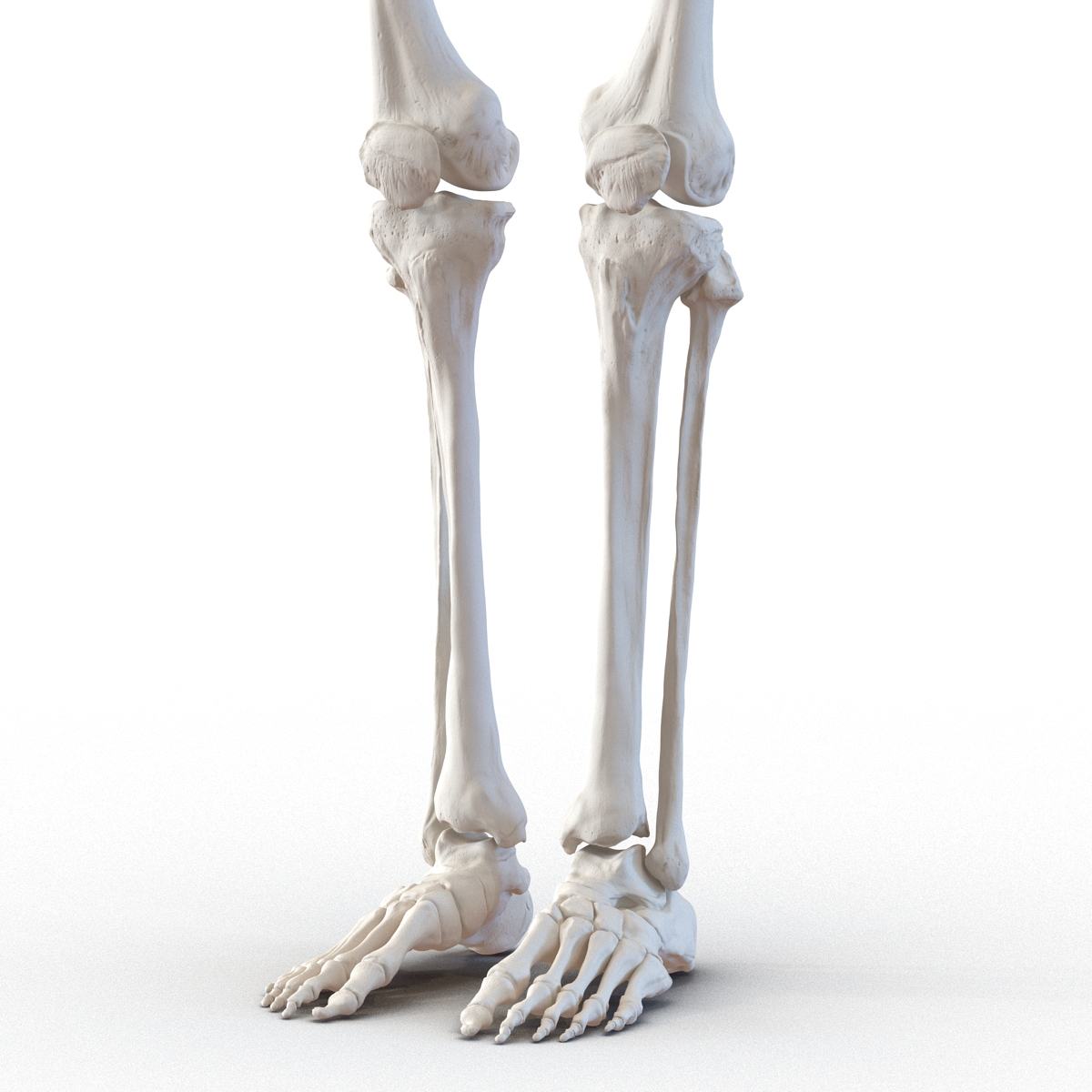 3D model Human Male Lower Body Skeleton