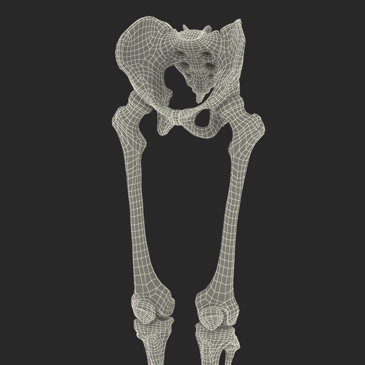 3D model Human Male Lower Body Skeleton