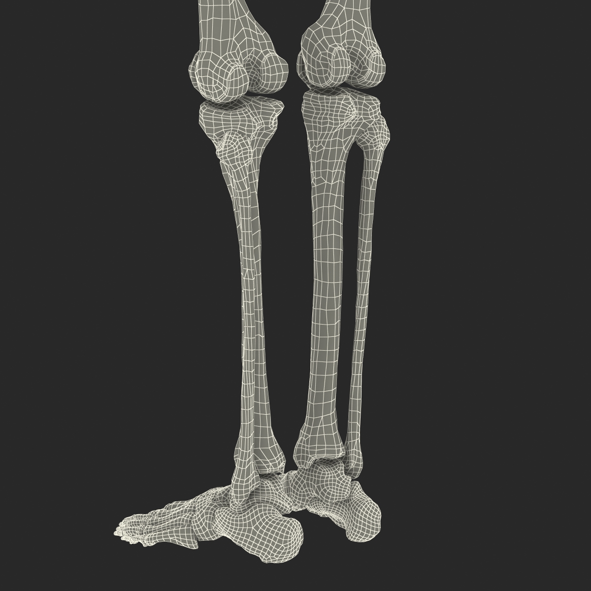 3D model Human Male Lower Body Skeleton