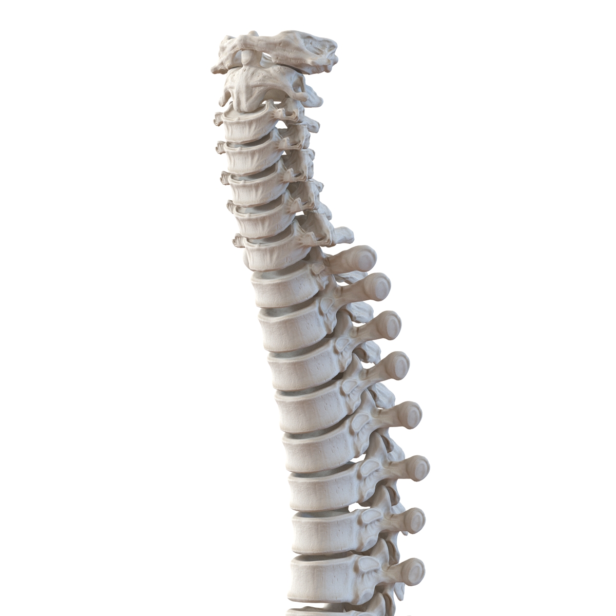 3D Spinal Cord