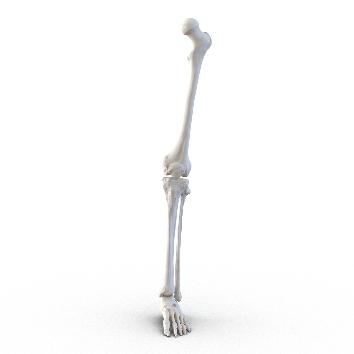 3D model Human Leg Bones