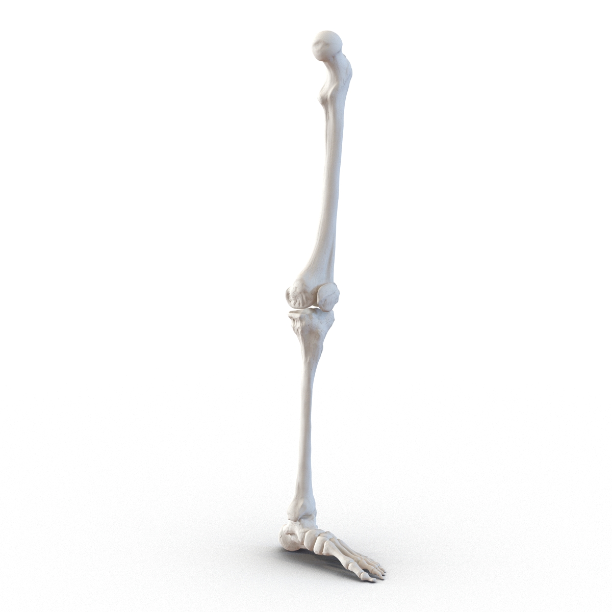 3D model Human Leg Bones