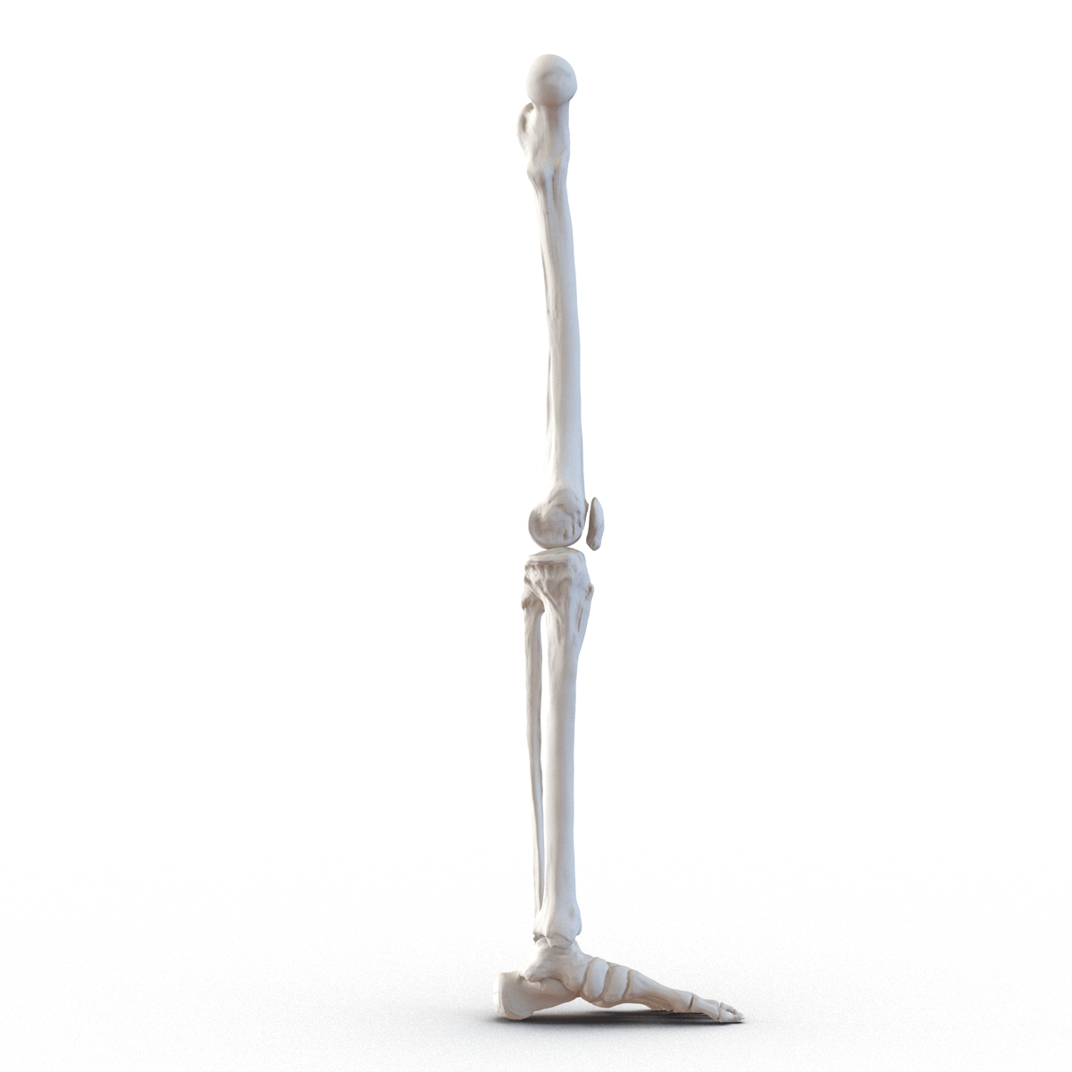 3D model Human Leg Bones