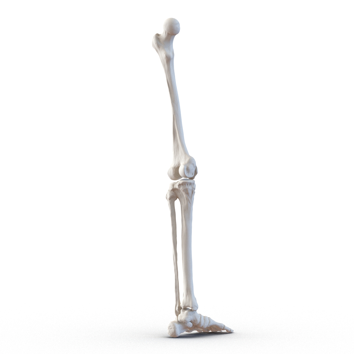 3D model Human Leg Bones