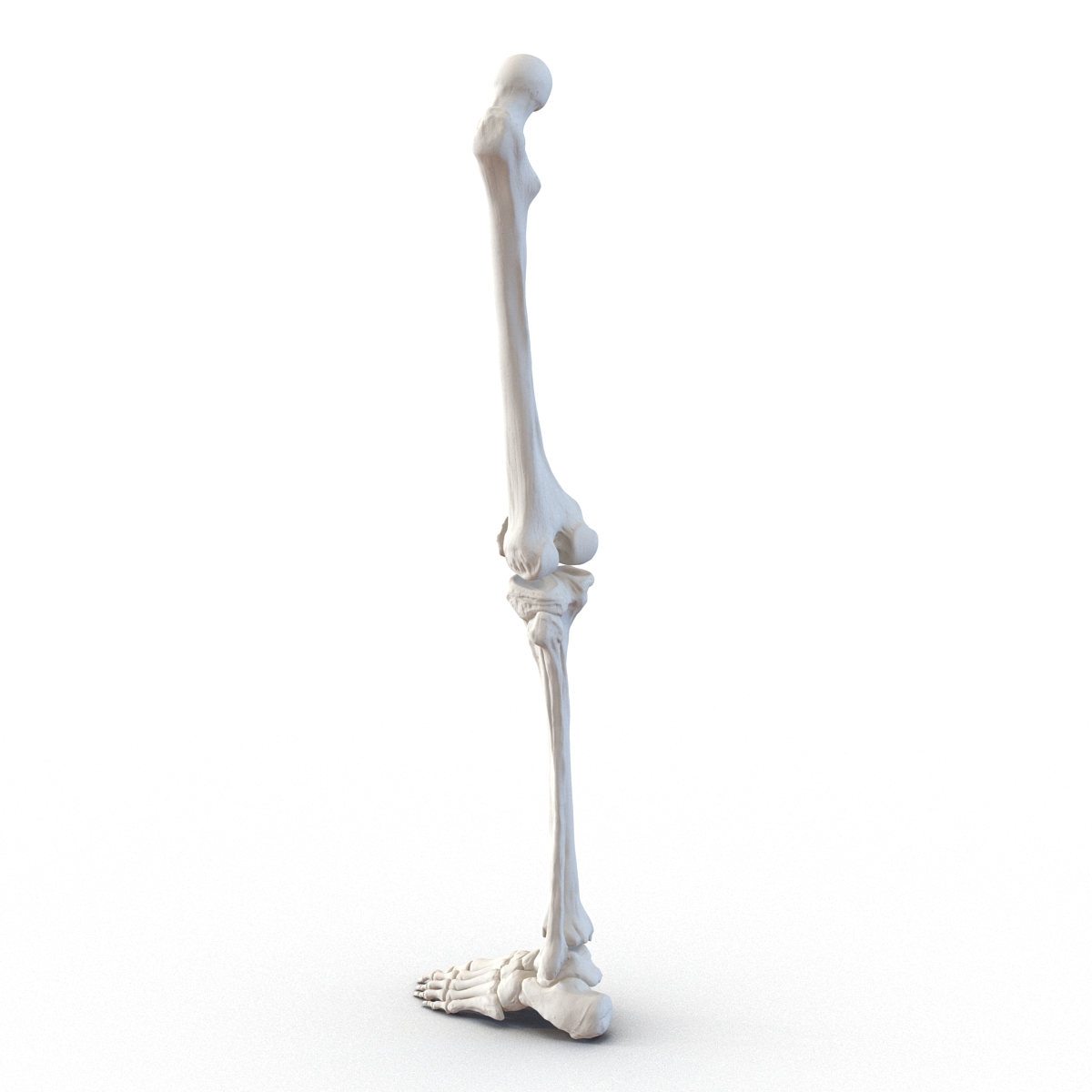 3D model Human Leg Bones