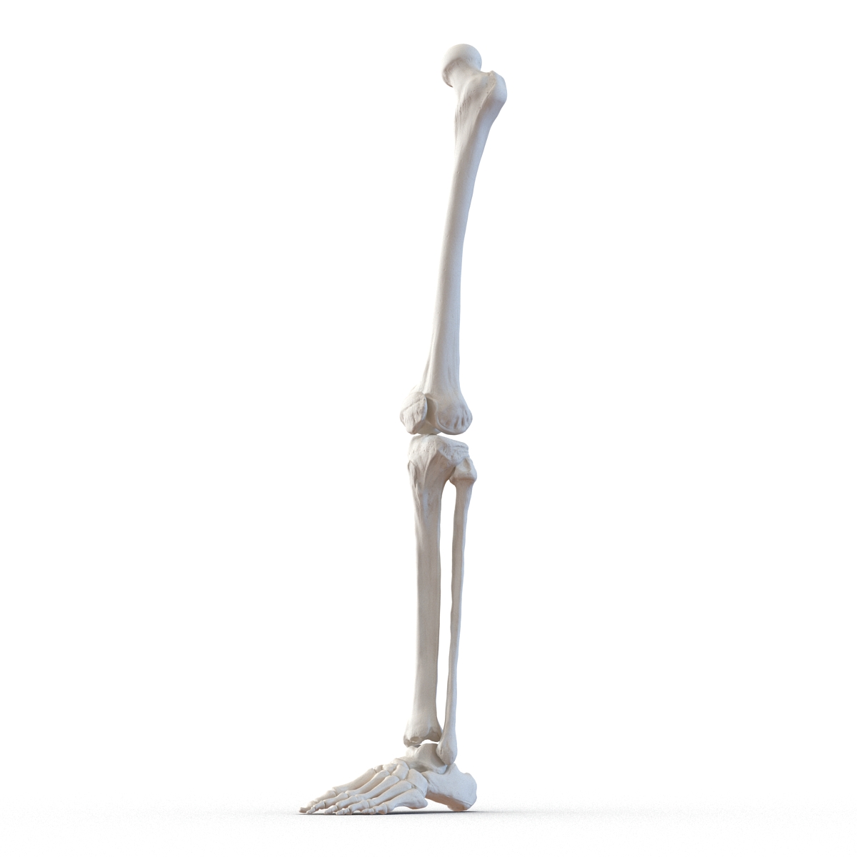 3D model Human Leg Bones