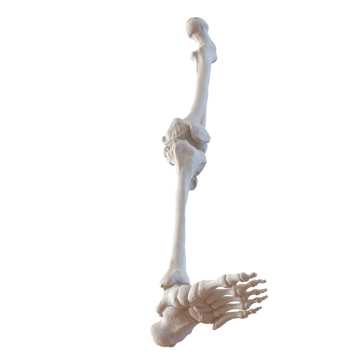 3D model Human Leg Bones