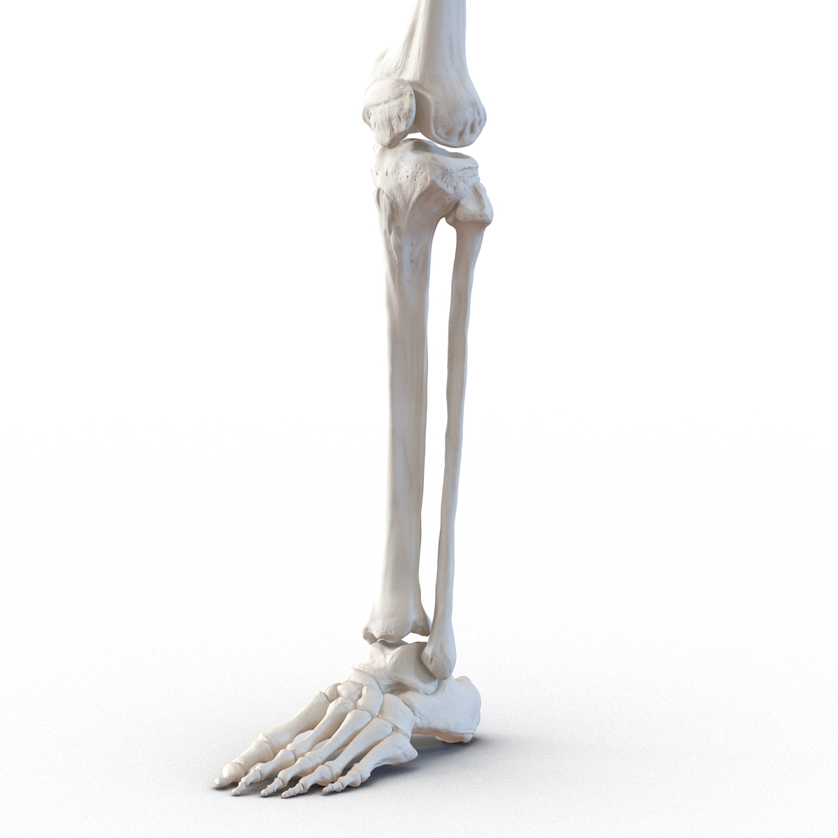 3D model Human Leg Bones