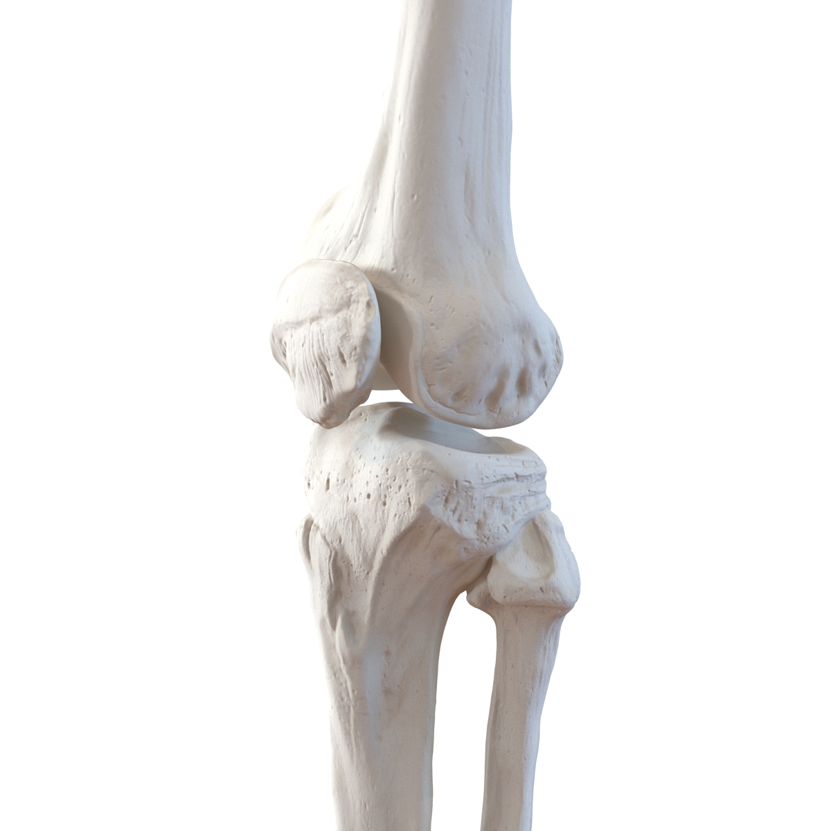 3D model Human Leg Bones