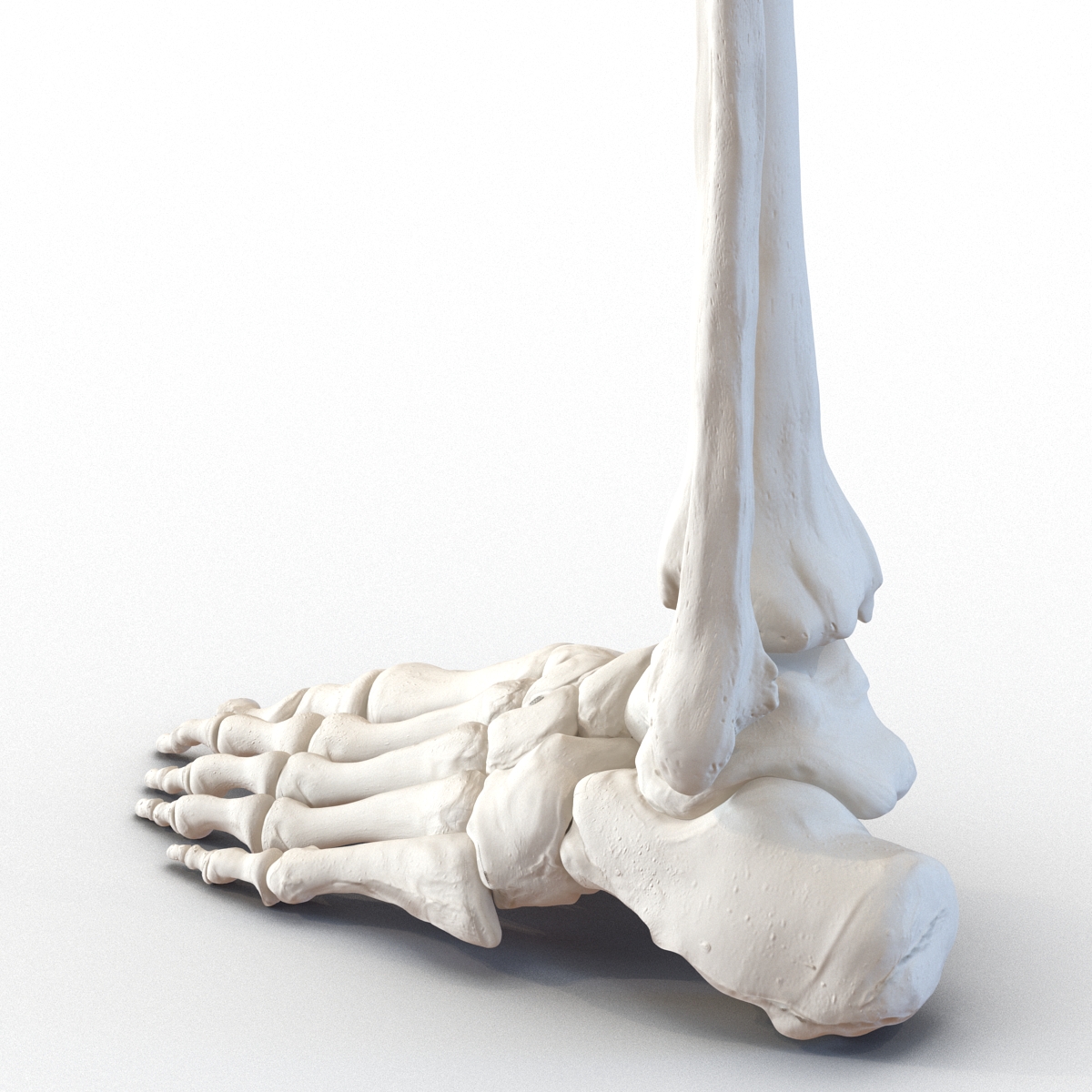 3D model Human Leg Bones