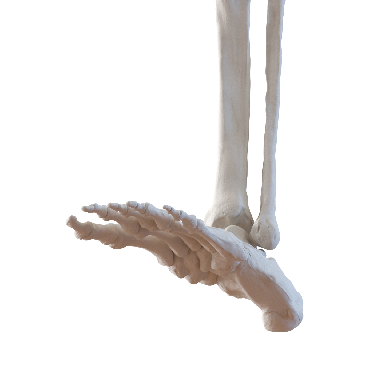 3D model Human Leg Bones