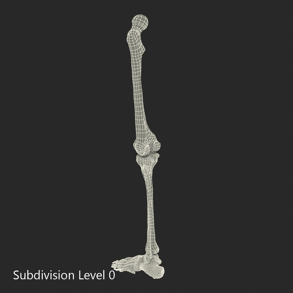 3D model Human Leg Bones